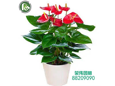 臺州榮偉創(chuàng)景園林工程有限公司新網(wǎng)站上線了